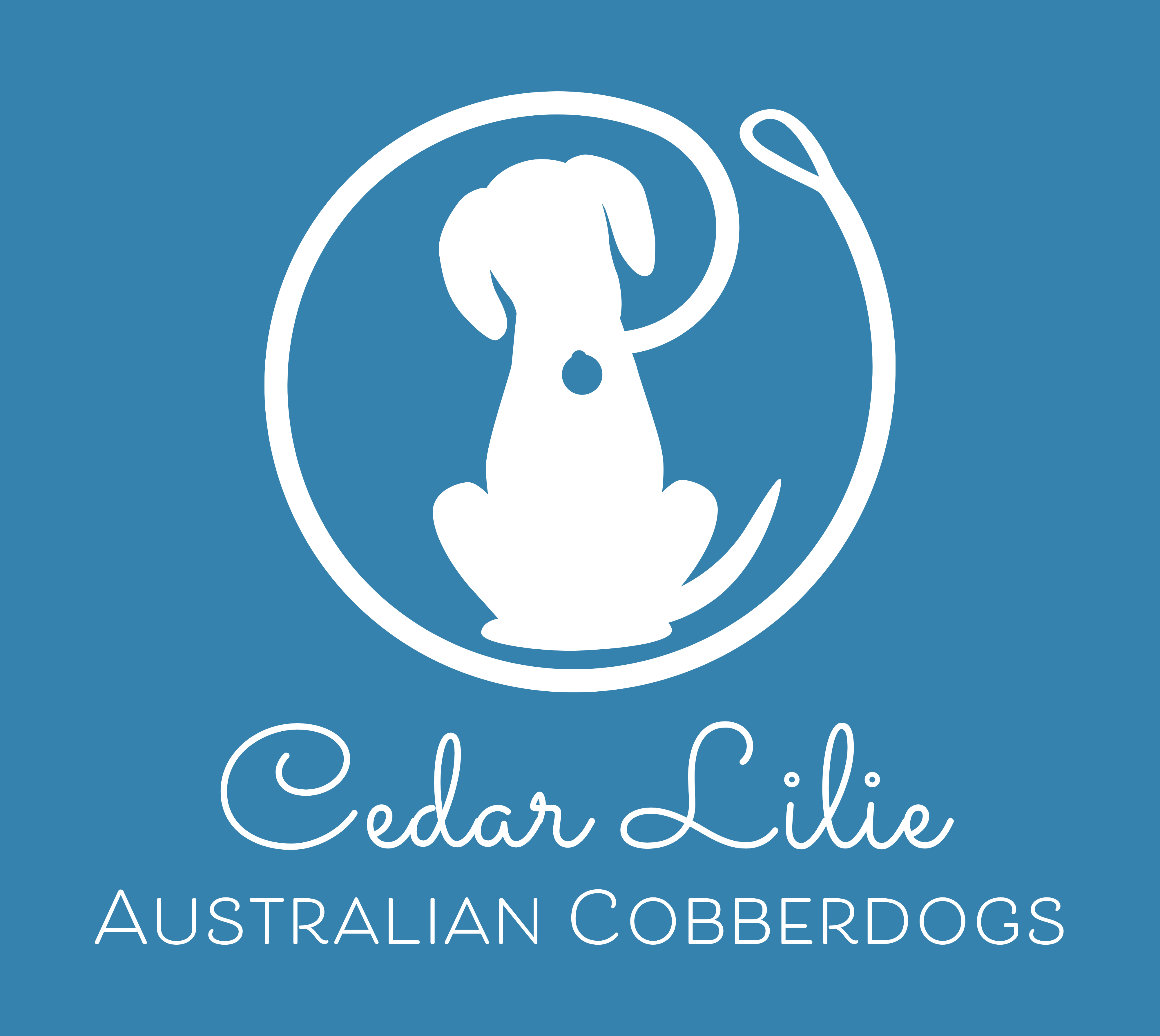 Cedar Lilie Australian Cobberdogs