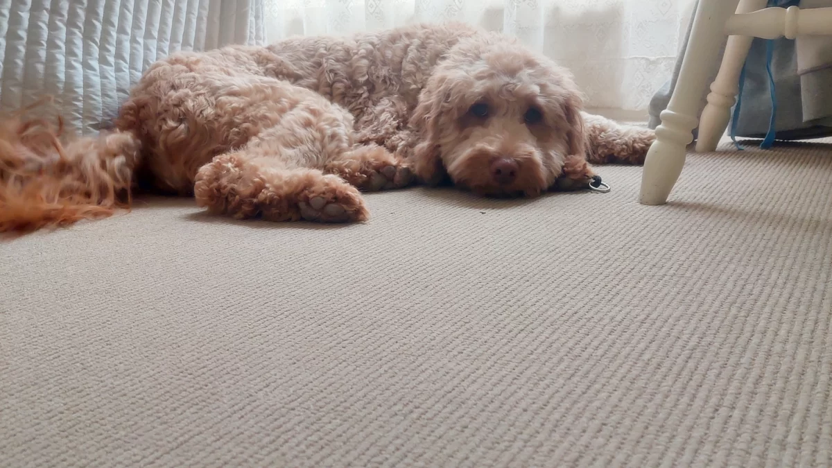 About Cedar Lilie Sunny