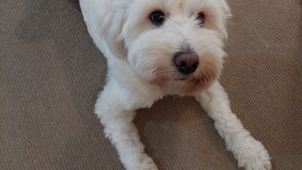 What is the Australian Cobberdogs