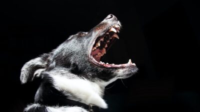 Reduce dog barking