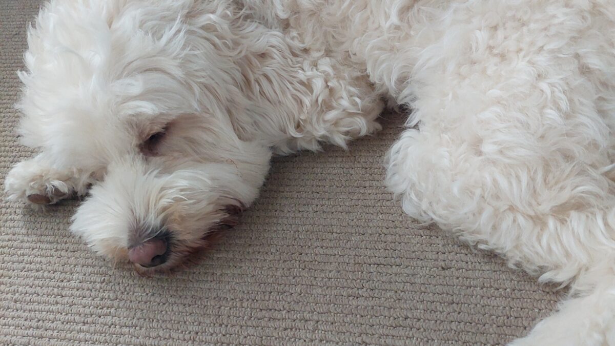 Why I don’t reccomend Dog park or Off leash?