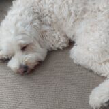 Why I don’t reccomend Dog park or Off leash?