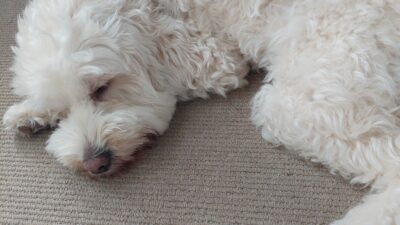 Why I don’t reccomend Dog park or Off leash?