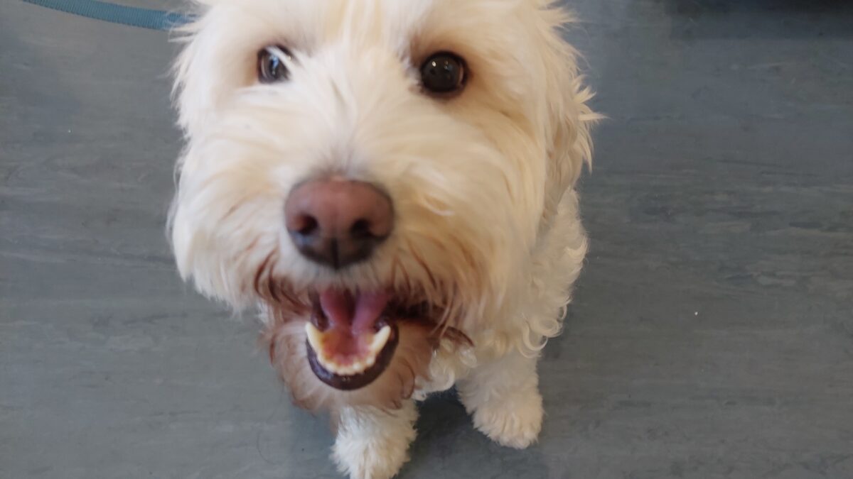 We provide 100% money back guarantee for your puppy