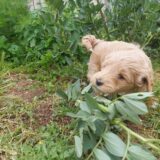 Puppy’s coat get lighter