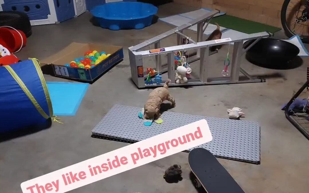 Sensory puppy playground
