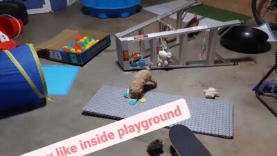 Sensory puppy playground