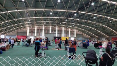 Dogs Victoria big outing day 2023