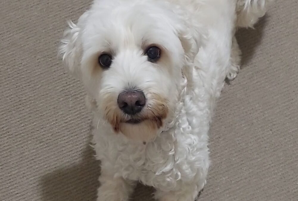 Australian cobberdogs