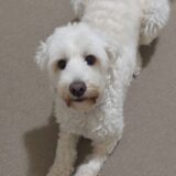 Australian cobberdogs