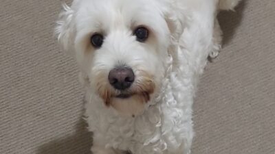 Australian cobberdogs