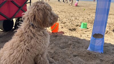 Cedar Lillie Bingo⠀⠀⠀