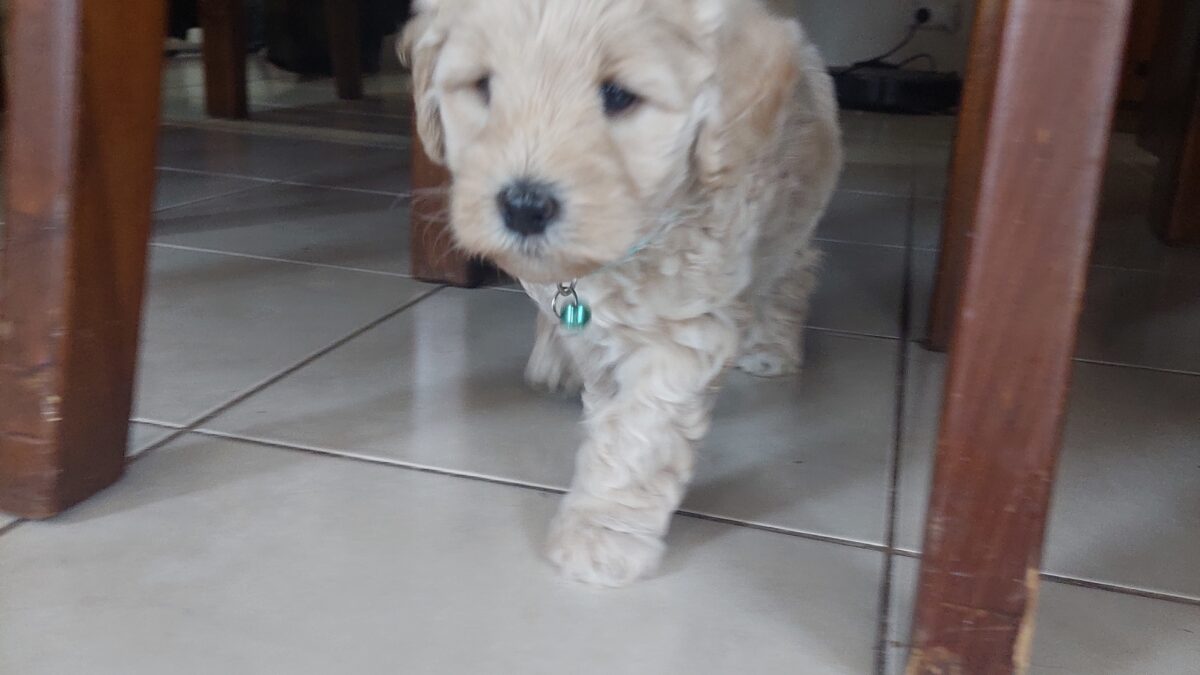 Crate training Phase 2