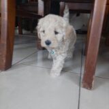 Crate training Phase 2