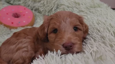 Looking for my family