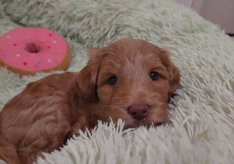 Looking for my family