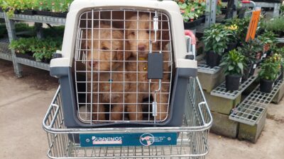 Socialisation training