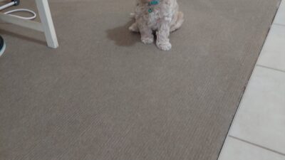 Sitting  Training 1.2