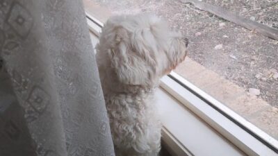 Dog TV