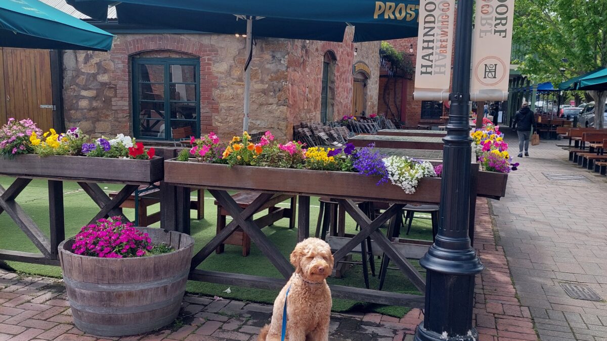 What is the Australian Cobberdogs