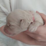 2026 June Litter Application open for every ACD lovers