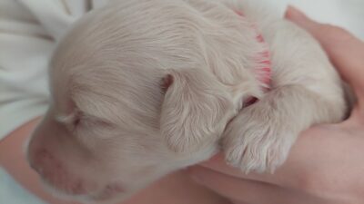 2026 June Litter Application open for every ACD lovers