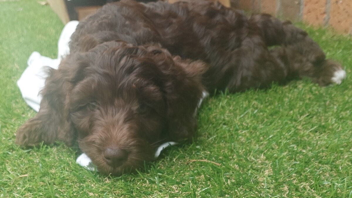 Looking for Guardian Families. Application open now !